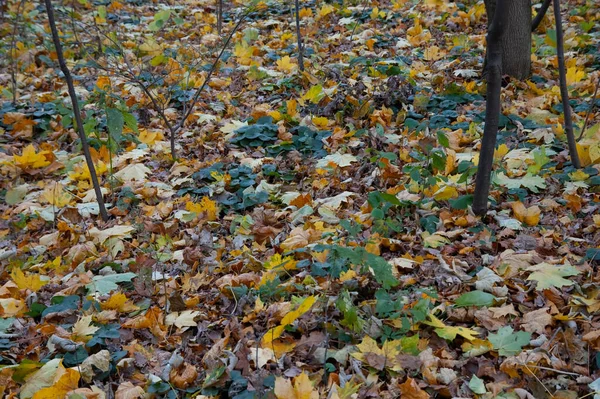 Autumn background: the ground is covered with fallen autumn leaves