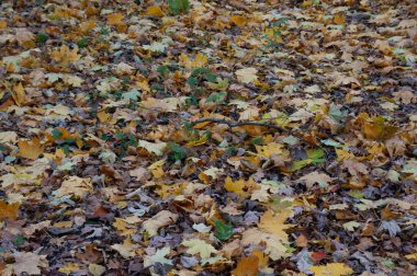Sonbahar arkaplanı: zemin düşen sonbahar yapraklarıyla kaplıdır