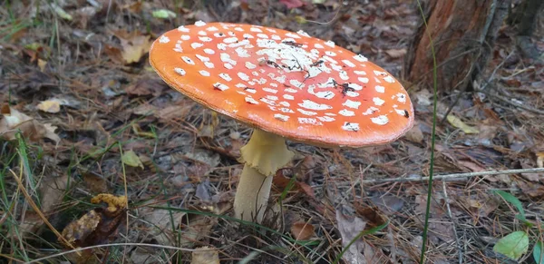 Autumn Background Fly Agaric Mushroom Autumn Forest Selective Focus — Stock Photo, Image