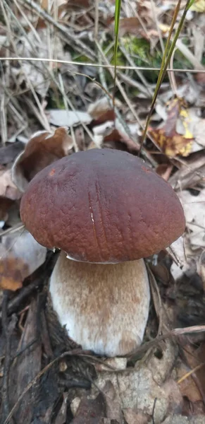 Autumn Background Boletus Mushroom Autumn Forest Selective Focus — Stock Photo, Image