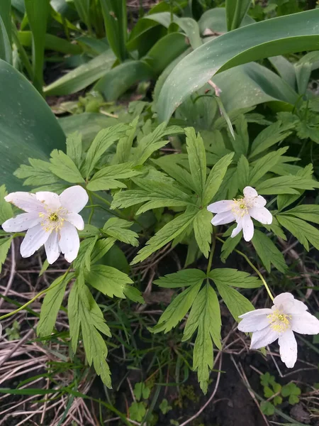 Wiosenne Tło Białe Kwiaty Wśród Zielonych Liści — Zdjęcie stockowe