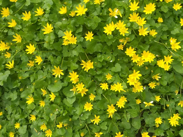 Wiosenne Tło Małe Żółte Kwiaty Wśród Zielonych Liści — Zdjęcie stockowe