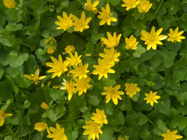Våren Bakgrund Små Gula Blommor Bland Gröna Blad — Stockfoto