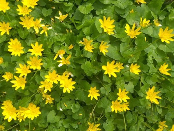 Ανοιξιάτικο Φόντο Μικρά Κίτρινα Λουλούδια Ανάμεσα Πράσινα Φύλλα — Φωτογραφία Αρχείου