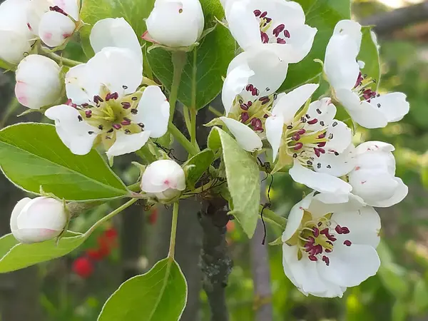 stock image Spring background: apple blossoms among fresh green leaves. Selective focus.