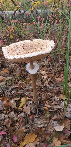 秋天的背景 秋天森林里的伞形蘑菇 有选择的重点 — 图库照片