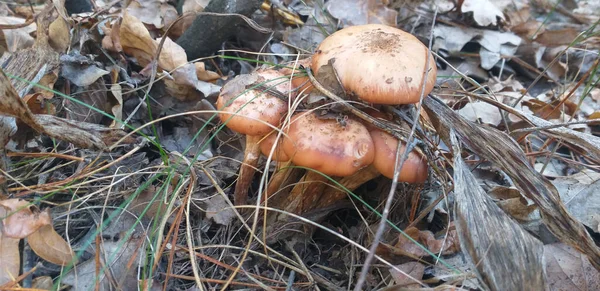 Autumn Background Beech Mushrooms Autumn Forest Selective Focus — Stock Photo, Image