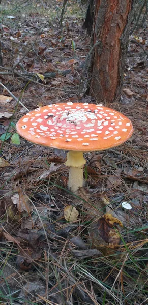 秋天的背景 在秋天的森林里放飞无菌蘑菇 有选择的重点 — 图库照片