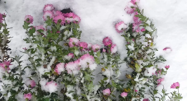 winter background: pink chrysanthemums covered with snow