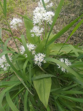 Bahar arkaplanı: yeşil yapraklar arasında beyaz çiçekler