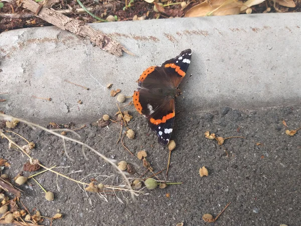 Яркая Черная Оранжевая Бабочка Асфальте Селективный Фокус — стоковое фото