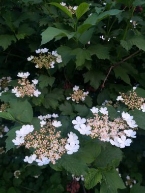 bahar arkaplanı: yeşil yapraklar arasında beyaz guelder çiçekleri