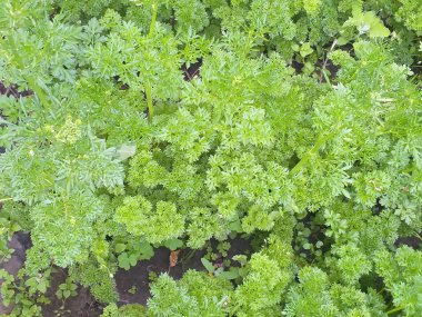 bahar arkaplanı: sebze bahçeleri ve taze yeşillikler