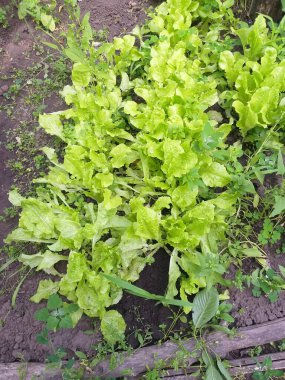 bahar arkaplanı: sebze bahçeleri ve taze yeşillikler