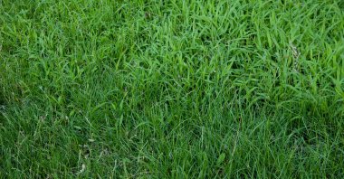 Yaz arkaplanı: yemyeşil çimenler