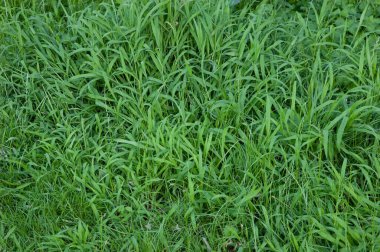 Yaz arkaplanı: yemyeşil çimenler