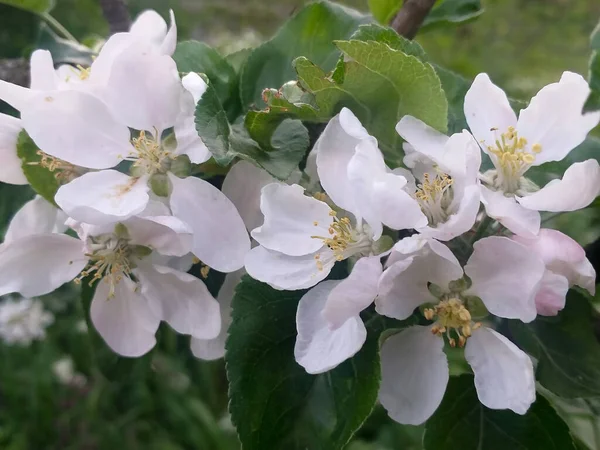 Весенний Фон Белые Цветы Зеленые Листья Яблони Селективный Фокус — стоковое фото