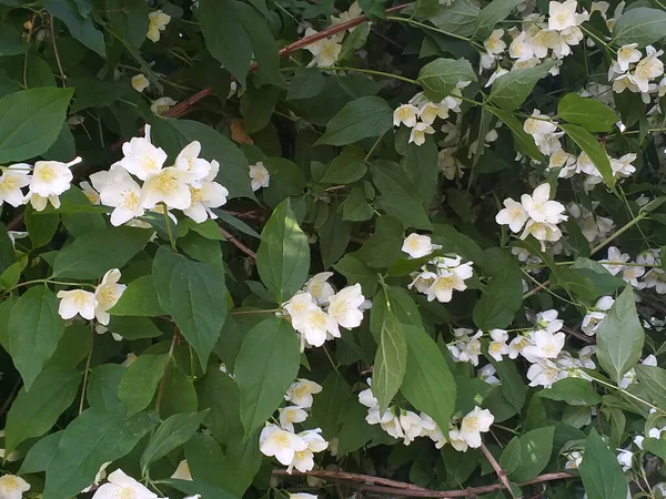 Καλοκαιρινό Φόντο Λευκά Ψεύτικα Άνθη Γιασεμιού Ανάμεσα Πράσινα Φύλλα — Φωτογραφία Αρχείου