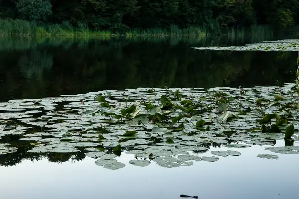 Letnie Tło Spokojna Woda Zielonymi Liśćmi Żółtymi Kwiatami Lilii Wodnej — Zdjęcie stockowe