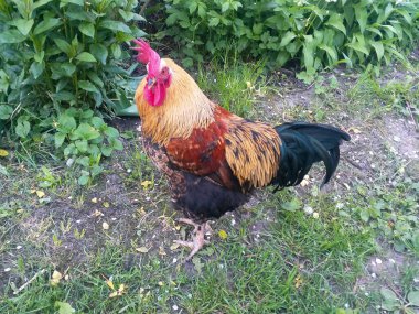 Kırsal arka plan: Yeşil çimlerde yürüyen güzel horoz