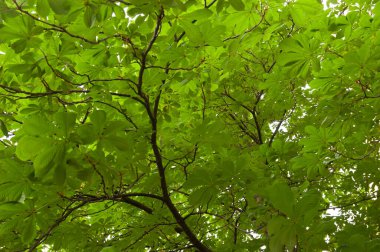 Yaz arkaplanı: Kestane yeşili yapraklar ve dallar gökyüzüne karşı