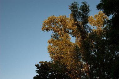 Yaz arkaplanı: Mavi gökyüzünde yaprakları olan ağaç dalları