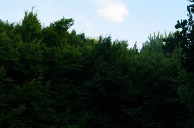 Yaz arkaplanı: sık yapraklı yeşil orman