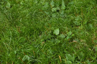 Yaz arkaplanı: yemyeşil çimenler