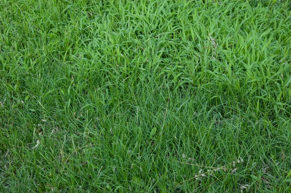 Letnie Tło Bujna Zielona Trawa — Zdjęcie stockowe