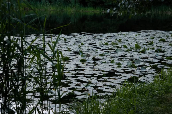 Letnie Tło Spokojna Woda Zielonymi Liśćmi Żółtymi Kwiatami Lilii Wodnych — Zdjęcie stockowe