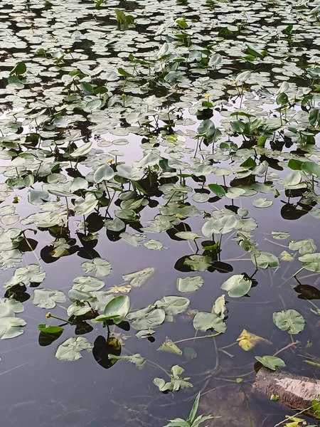 Zomer Achtergrond Rustig Water Met Groene Bladeren Geel Water Lelie — Stockfoto
