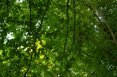 Yaz arkaplanı: sık yapraklı yeşil orman