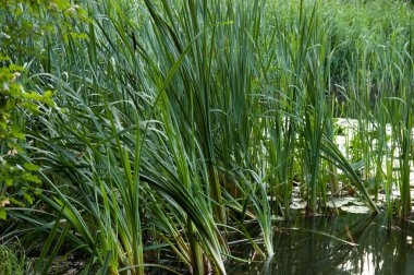 yaz arkaplanı: su ve yeşil sazlıklar