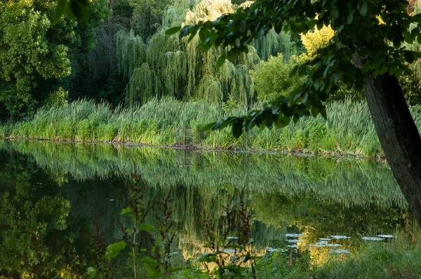 Spokojne Leśne Jezioro Trzcinami — Zdjęcie stockowe