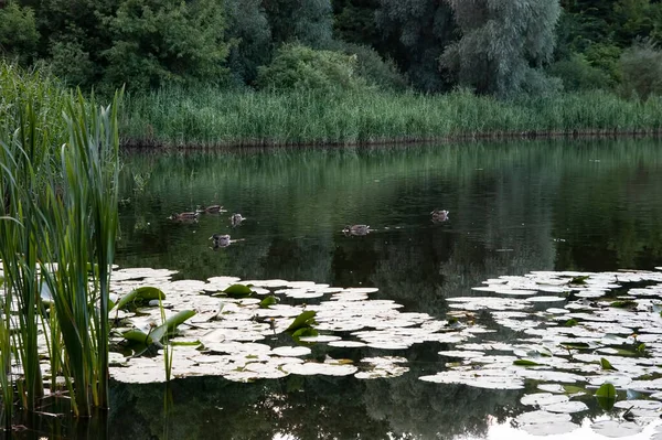 Dzikie Kaczki Pływanie Forest Lake — Zdjęcie stockowe