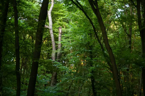 Mistyczne Tło Zielona Brama Leśna — Zdjęcie stockowe