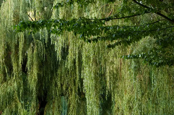 Letnie Tło Grube Zielone Liście Wierzby — Zdjęcie stockowe