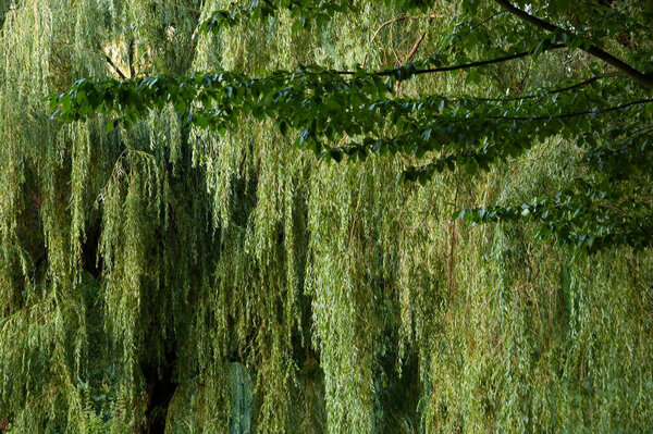 summer background: thick green willow leaves