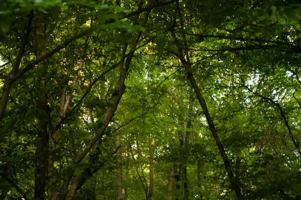 mystical background: green forest gateway