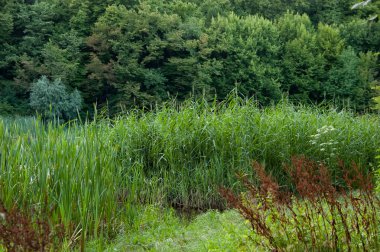 Yaz manzarası: yeşil çimenler, sazlıklar, arka planda orman