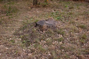 Sonbahar arkaplanı: kuru yapraklar ve çimenler arasında eski kütük