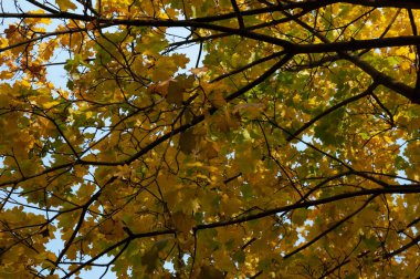 Sonbahar arkaplanı: parlak sonbahar akçaağaç yaprakları ve dalları gökyüzüne karşı