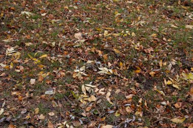 Sonbahar arkaplanı: kurumuş çimenlerin arasında düşen yapraklar