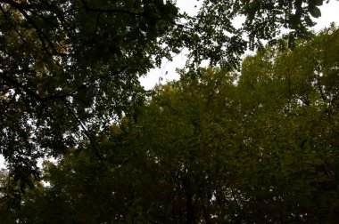 Akşam arkaplanı: bulutlu bir gökyüzüne karşı yoğun yeşillik