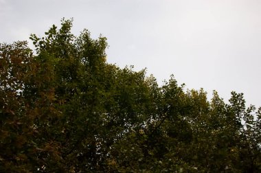 Akşam arkaplanı: bulutlu bir gökyüzüne karşı yoğun yeşillik