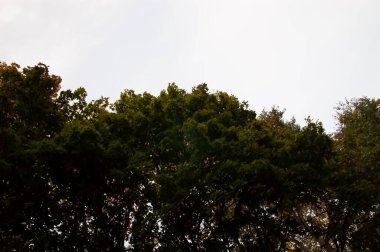 Akşam arkaplanı: bulutlu bir gökyüzüne karşı yoğun yeşillik