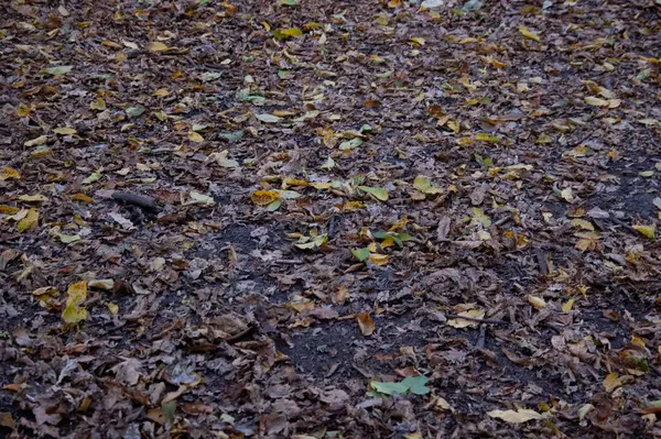 秋の背景 濡れた落ち葉は地面に横たわっています — ストック写真
