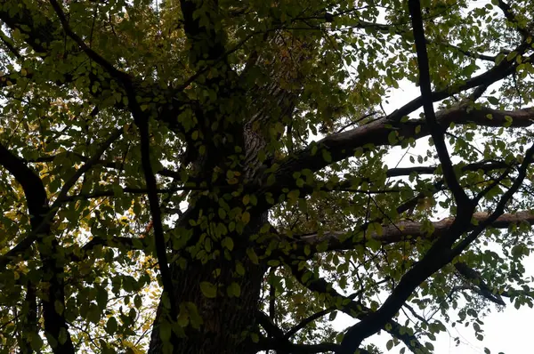 Yeşil Ağaçların Arasında Kurumuş Dalları Olan Büyük Buruşuk Bir Ağaç — Stok fotoğraf