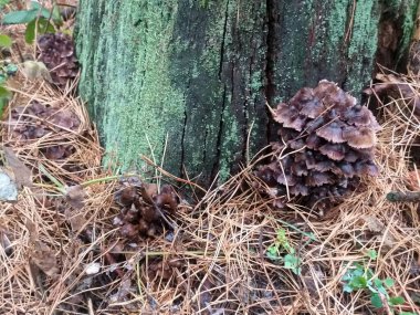 Çürümüş bir kütükten çıkan mantarlar kurumuş çam iğneleri arasında yetişir.