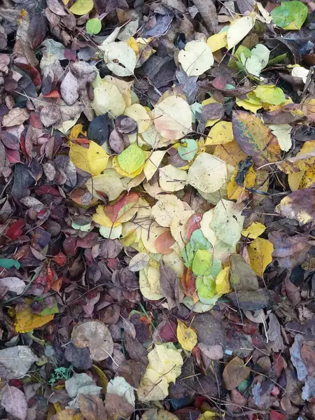 Autumn background: the ground is covered with fallen leaves